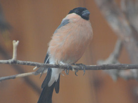 Фото Снегирь