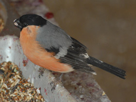 Фото Снегирь