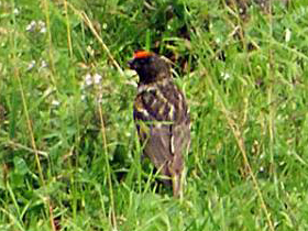 Фото Красношапочный вьюрок