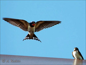 Фото Деревенская ласточка