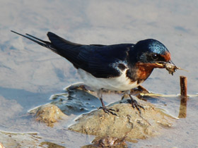 Фото Деревенская ласточка