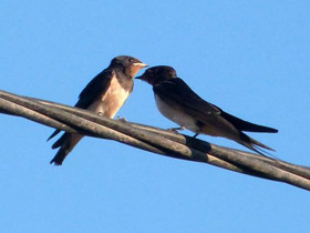 Фото Деревенская ласточка