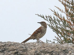 Смотреть фото Коричневый пересмешник Фото Коричневый пересмешник
