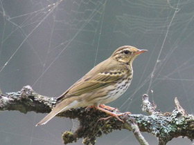 Фото Пятнистый конёк