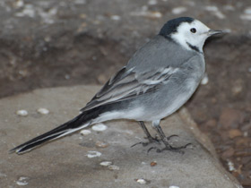Смотреть фото Белая трясогузка Фото Белая трясогузка
