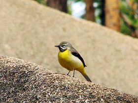 Смотреть фото Жёлтая трясогузка Фото Жёлтая трясогузка