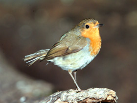 Фото Зарянка