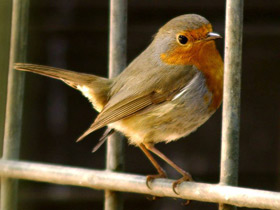 Фото Зарянка