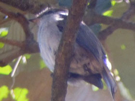 Смотреть фото Fraseria lendu Фото Fraseria lendu