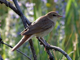 Фото Легенда о соловье