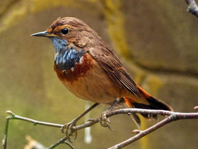 Фото Варакушка