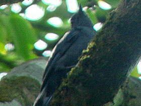 Фото Либерийская чёрная мухоловка