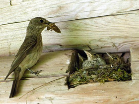 Смотреть фото Приемыши Фото Приемыши