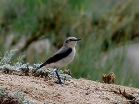 Фото Обыкновенная каменка