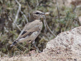 Фото Каменка-плешанка