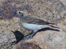 Фото Каменка-плешанка