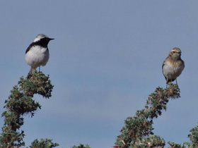 Фото Каменка-плешанка