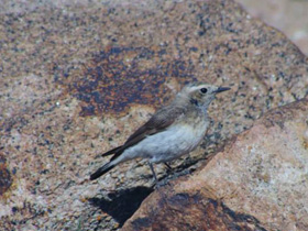 Фото Каменка-плешанка