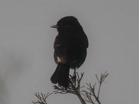 Фото Чёрный чекан