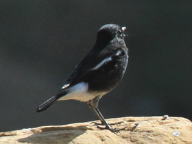 Фото Чёрный чекан