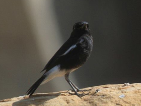 Фото Чёрный чекан