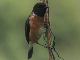 Фото Черноголовый чекан