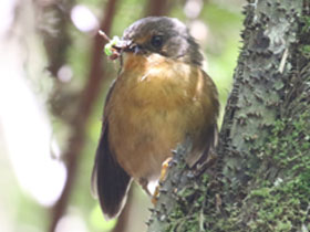 Фото Рубехойский акалат