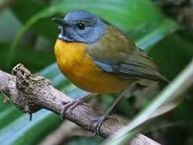 Фото Белозвёздный дрозд Суиннертона