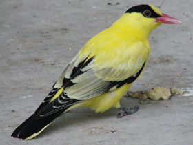 Фото Китайская черноголовая иволга