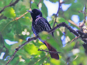 Смотреть фото Бордовая иволга Фото Бордовая иволга