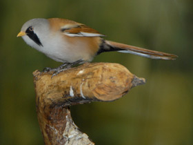Фото Усатая синица