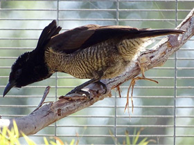 Смотреть фото Чудная райская птица Фото Чудная райская птица
