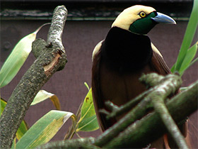 Смотреть фото Реггинова райская птица Фото Реггинова райская птица