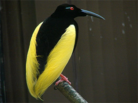 Фото Нитчатая райская птица