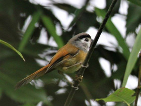 Смотреть фото Черноголовая сутора Фото Черноголовая сутора