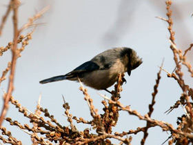 Смотреть фото Белая лазоревка Фото Белая лазоревка