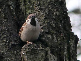 Фото Городской, или домовый воробей
