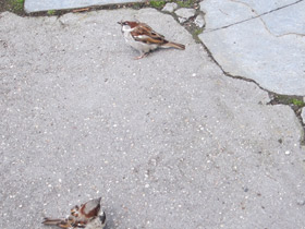 Фото Городской, или домовый воробей