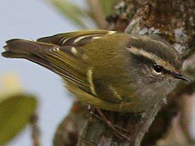 Фото Серогорлая пеночка