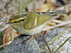 Смотреть фото Корольковая пеночка Фото Корольковая пеночка