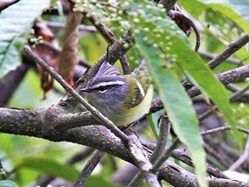 Смотреть фото Корольковая пеночка Фото Корольковая пеночка