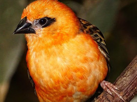 Смотреть фото Красный фуди Фото Красный фуди