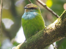 Смотреть фото Ширококлюв Грауера Фото Ширококлюв Грауера