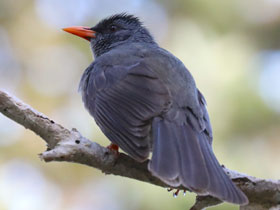 Фото Маврикийский восточный бюльбюль