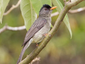 Фото Коморский восточный бюльбюль