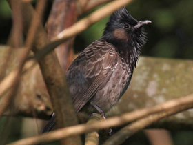 Смотреть фото Розовобрюхий бюльбюль Фото Розовобрюхий бюльбюль
