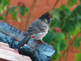 Смотреть фото Розовобрюхий бюльбюль Фото Розовобрюхий бюльбюль