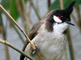 Фото Краснощёкий бюльбюль