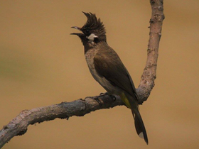 Смотреть фото Гималайский бюльбюль Фото Гималайский бюльбюль