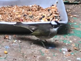 Фото Китайский настоящий бюльбюль